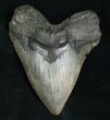 Giant Megalodon Tooth With Pathology #5191-1